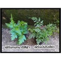 ราคา เฟิร์นกนกนารีสีฟ้า/เฟิร์นเงินใบเขียว(ส่งพร้อมกระถาง4') (13432297946)