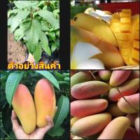 ราคา (2ต้น)(vาย ต้นพันธุ์) ต้น ต้นมะม่วง มหาชนก มะม่วงมหาชนก ต้นมะม่วงมหาชนก happy (16421822567)