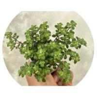 ราคา ต้นมะลิน้อย คลาสซูล่า crassula expansa กระถาง 2 นิ้ว (2971953820)