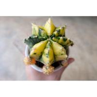 ราคา Cactus gymnocalycium (21690104853)