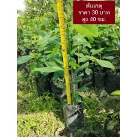 ราคา กล้าไม้ป่าเศรษฐกิจต้นไม้มงคล (5690686059)