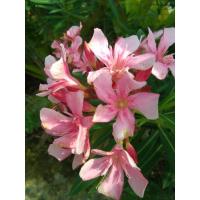 ราคา ต้นยี่โถ ดอกยี่โถ Oleander, Sweet Oleander, Rose Bay ไม้ดอกไม้ประดับ (17924547223)