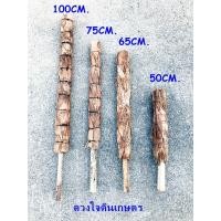 ราคา หลักมะพร้าว หลักพลูด่าง เสาหลักไม้เลื้อย (5281066538)
