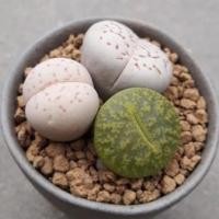 ราคา Cake Cactus Farm ไม้อวบน้ำ กระบองเพชร Lithops lesliei & Dinteranthus Vanzylii ไลทอป 3 ต้น (2913941532)
