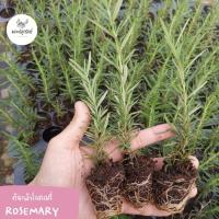 ราคา ต้นกล้าโรสแมรี่ Rosemary/ ลาเวนเดอร์ lavender #ต้นกล้าสมุนไพรฝรั่ง #Herbs seedling 1 ชุดมี 10 กล้า *ซื้อ 10 ฟรี 1 (5873458572)