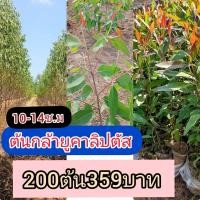 ราคา ต้นกล้ายูคาลิปตัส ขนาด 10-14 ซม 200 ต้น 359 บาท (57909354674)