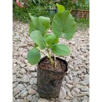 ราคา ต้นพันธุ์ ซูกินี ถุงดำพร้อมปลูก 30บาท แตง ซูกินี (Zucchini) มีผิวเรียบเนียนและสีเขียวเข้ม หรือบางครั้งอาจมีสีเหลือง (45959129611)