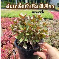 ราคา ต้นเกล็ดทับทิมสีเขียว กระถาง 6 นิ้ว (20692733493)