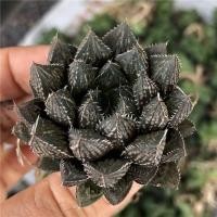 ราคา #ฮาโวเทีย Haworthia Mirror Ball #ไม้นำเข้า (3184944792)