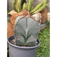 ราคา แอสโตรหมวกสังฆราช Astrophytum myriostigma Lem. (40506709553)