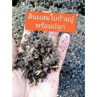 ราคา ดินปลูก ดินผสมใบก้ามปูพร้อมปลูก1กิโลกรัม (29624921084)
