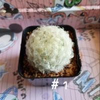 ราคา กระบองเพชร ขนนกขาว ดอกสีขาว (1225292384)