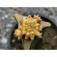 ราคา 02- - โมโมทาโร่ ไม้กราฟ 1 ต้น momotaro Cactus แคคตัส กระบองเพชร ไม้อวบน้ำ ไม้กราฟ​​ Gymnocalycium​ ยิมโน ราคาถูก ไม้ด่าง (8876563011)