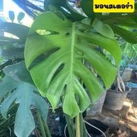 ราคา มอนสเตอร่าไม้ใบ ไม้ฟอกอากาศ ต้นมอนสเตอร่า เดลิซิโอซ่า( Monstera Deliciosa Gaint ) ส่งพร้อมถุงชำ (29262841968)