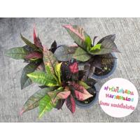 ราคา โกสน แอพเปิลริช โกสนไหมสเปน ส่งแบบห่อราก (20594489575)