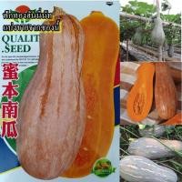 ราคา 15 เมล็ด เมล็ดฟักทองฮันนี่นัท (ผลยาวเรียวเปลือกสีส้ม เนื้อสีเหลืองส้ม รสชาติหวานและมัน เนื้อเนียนกว่าฟักทองทั่วไป) (18595042574)