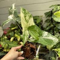ราคา updates 5/5/65เงินไหลมาด่างขาว (Syngonium podophyllum) เงินไหลมาด่างฮาฟ เงินไหลมาด่างวากิว ไม้ชำรากแน่น (14548657944)