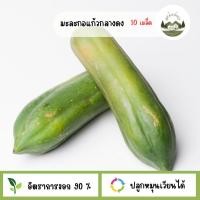 ราคา มะละกอสายพันธุ์แก้วกลางดง 10 เมล็ด (48959367444)