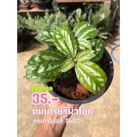 ราคา ต้นเศรษฐีนำโชค ไม้มงคล เฮงๆ (8348269712)