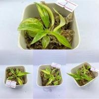 ราคา ฟิโลเดนดรอนใบเลื่อยด่าง Philodendron Ring of Fire (15073213838)