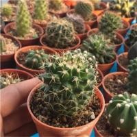 ราคา ❄️Mammillaria magnimamma (151740011)