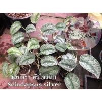 ราคา แนบอุรา หัวใจแนบ Scindapsus silver (22151473637)