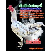 ราคา ไก่ชนเยียร์/ไก่พม่าสายเยียร์/ไข่ไก่เชื้อ/เจ้าเยียร์3ไฟท์6ตา (24869840890)