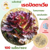 ราคา เรดปัตตาเวีย (Red Batavia Seeds) เมล็ดพันธุ์ ผักสลัด ตระกูลผักกาดหอม เรดบัตตาเวีย ขนาด 100 เมล็ด (18882789973)