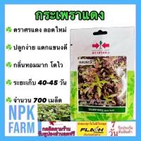 ราคา ผักซองศรแดง กระเพราแดง แสงระวี จำนวน 700 เมล็ด หมดอายุ 28/02/2568 โตไว แตกแขนงดี กลิ่นหอมมาก (26162017266)