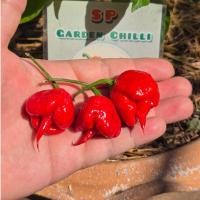 ราคา พริกแคโรไลนา รีพเปอร์(Carolina Reaper)แท้ 100% เผ็ดที่สุดในโลก!คัดพิเศษ (20458838011)