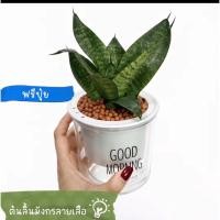 ราคา ต้นลิ้นมังกรลายเสือ+เม็ดหินดินเผา+กระถางน้ำอัตโนมัติ+ปุ๋ยฟรี (46310065910)