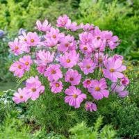 ราคา 100 เมล็ด ดาวกระจาย คอสมอส ดาวกระจายฝรั่ง Cosmos Seeds ดอกสีชมพู (44030115929)