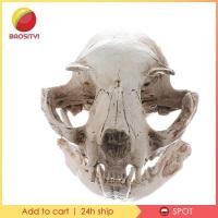 ราคา [Baosity1] โมเดลหัวกะโหลกเรซิ่น รูปแมว ขนาด 6.5x6.5x9 ซม. สําหรับตกแต่ง (25611806006)