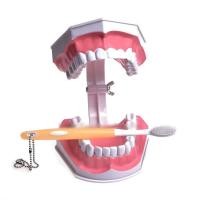 ราคา Dental Model Teeth Model Dental Teaching Model Teeths Demonstration (40252842606)