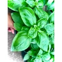 ราคา Italian basil อิตาเลี่ยนบาซิล โหระพาฝรั่ง โหระพาอิตาเลี่ยน โหระพาใบใหญ่ สมุนไพรฝรั่ง ใช้ปรุงอาหารหรือแต่งจานอาหาร (29938099820)