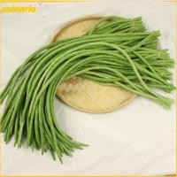 ราคา EVINARIA ผักจําลอง, ถั่วฝักยาวจําลอง PU 56 ซม., ถั่วไตเหมือนจริงผักปลอมรุ่นการถ่ายภาพ Prop (52711535709)