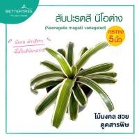 ราคา สับปะรดสี นีโอด่าง กระถาง 5 นิ้ว (Neoregelia magalii variegated) (57959787920)