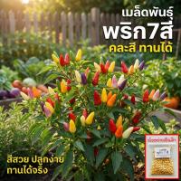 ราคา เมล็ดพันธุ์พริกเจ็ดสี พริกสายรุ้ง ประดับได้ ทานได้เผ็ดมาก 30-70 เมล็ด ☀️ ทนร้อน ทนแล้ง ดูแลง่าย (ซื้อ 10 แถม 1 ) (53205728316)