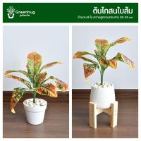 ราคา โกสน โกสนแดงสยาม โกสนใบส้ม โกสนประดิษฐ์ โกสนปลอม ต้นไม้ปลอม ต้นไม้ประดิษฐ์ ตกแต่งบ้าน ตกแต่งห้อง (22766564503)