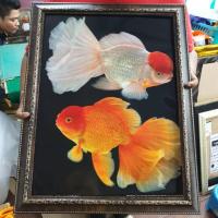 ราคา กรอบรูป ปลาเงิน ปลาทอง รูปปลา ภาพปลา ติดผนัง บ้าน ร้านค้า ของขวัญ วันเกิด งานเกษียณ ขึ้นบ้านใหม่ วันเกิด (3362878536)