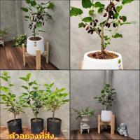 ราคา (1ต้น) มัลเบอรี่แคระ ต้นหม่อน หม่อน มัลเบอร์รี่ มัลเบอรี่ ต้นมัลเบอรี่ แคระ เตี้ย Mulberry Plants ทษณน (18918644322)