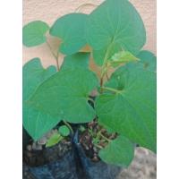 ราคา ต้นกล้าพลูคาว คาวตอง พร้อมปลูกต้นละ25 บาท (11005758955)