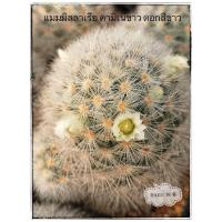 ราคา Mammillaria carmena แมมคามิเน่ขาว ดอกสีขาว (6052505041)