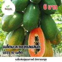ราคา เมล็ดมะละกอฮอลแลนด์ บรรจุ 10 เมล็ด (41876221457)