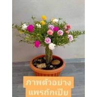 ราคา คุณนายตื่นสาย (แพรเซี่ยงไฮ้ถักเปีย) คละสี (20183777187)