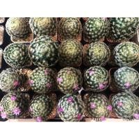 ราคา Mammillaria Schiedeana แมมไซเดียน่า ดอกสีชมพู (18021445557)
