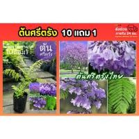 ราคา ต้นศรีตรัง ดอกสีม่วง ต้นไม้โบราณ ต้นไม้มงคล สวน แต่งบ้าน ฟอกอากาศ ไม้ดอก ไม้ประดับ ดิน ปุ๋ย กระถาง ต้นไม้ พันธุ์ไม้ หิน (57105675861)