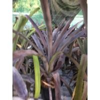 ราคา หน่อใหญ่ยักษ์ -แอคเมียม่วง # สับปะรดสี#bromeliad# ต้นไม้สวยงาม# ไม้ประดับ# ตกแต่งบ้าน#bromeliad# ไม้ประดับ# ไม้มงคล (5669303671)