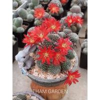ราคา Rebutia judith รีบูเทียจูดิต 2" (17183958973)
