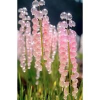 ราคา ต้นระฆังทอง สีชมพูเมล็ดพันธุ์50เมล็ดสีสันสวยงามไม้ดอกไม้ประดับไม้มงคล (26391227726)